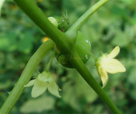  Male Flowers and Fruit
